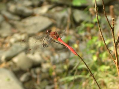 Sympétrum sanguin (Le), Sympétrum rouge sang (Le) Sympetrum sanguineum (O.F. Müller, 1764)