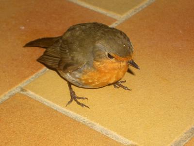 Rougegorge familier Erithacus rubecula (Linnaeus, 1758)
