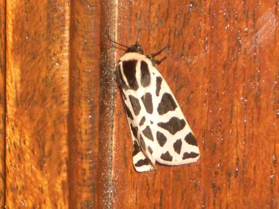 Ecaille tesselée (L'), Ecaille pudique (L') Cymbalophora pudica (Esper, 1785)