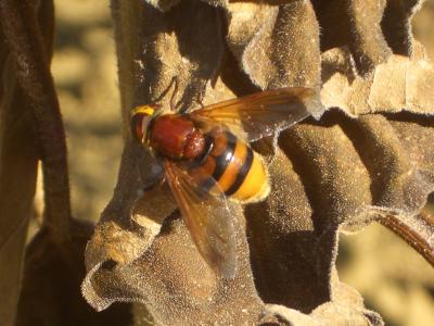 Volucelle zonée Volucella zonaria (Poda, 1761)