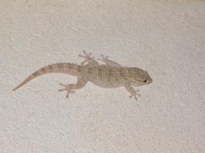 Tarente de Maurétanie Tarentola mauritanica (Linnaeus, 1758)