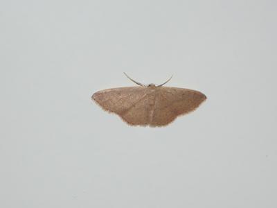 Acidalie pointillée (L') Idaea eugeniata (Dardoin & Millière in Millière, 1870)