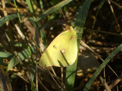 Souci (Le) Colias crocea (Geoffroy in Fourcroy, 1785)
