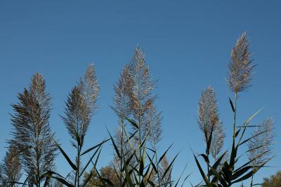 Canne de Provence, Grand roseau Arundo donax L., 1753