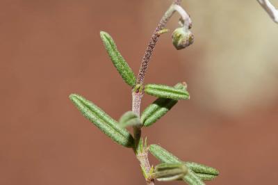 Hélianthème poilu Helianthemum violaceum (Cav.) Pers., 1806
