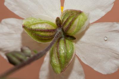 Hélianthème poilu Helianthemum violaceum (Cav.) Pers., 1806