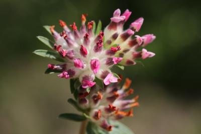 Anthyllide vulnéraire, Trèfle des sables Anthyllis vulneraria L., 1753