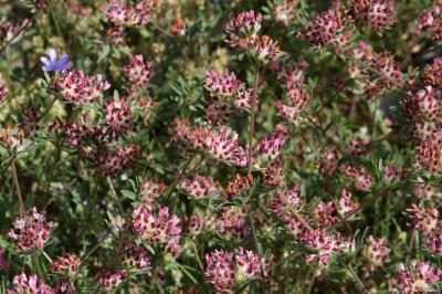 Anthyllide vulnéraire, Trèfle des sables Anthyllis vulneraria L., 1753