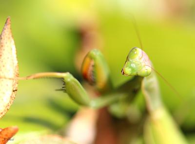 Mante religieuse Mantis religiosa (Linnaeus, 1758)