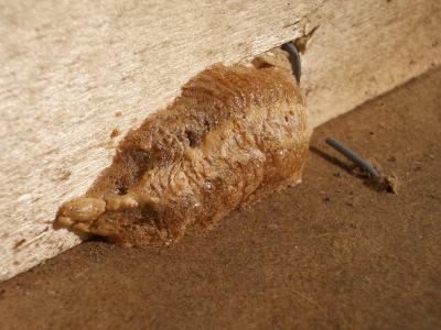 Mante religieuse Mantis religiosa (Linnaeus, 1758)