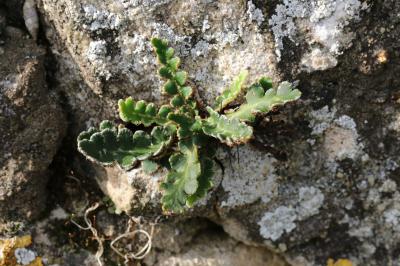 Cétérach Asplenium ceterach L., 1753