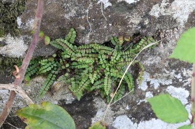 Capillaire des murailles, Fausse capillaire, Capil Asplenium trichomanes L., 1753
