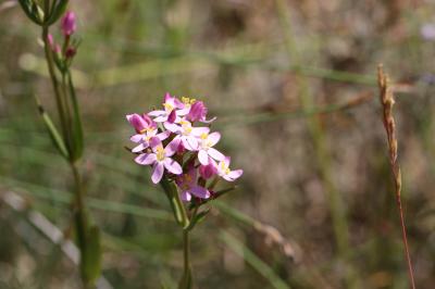 Petite centaurée commune, Erythrée Centaurium erythraea Rafn, 1800