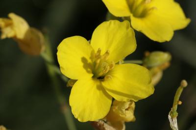 Diplotaxe vulgaire, Roquette jaune Diplotaxis tenuifolia (L.) DC., 1821