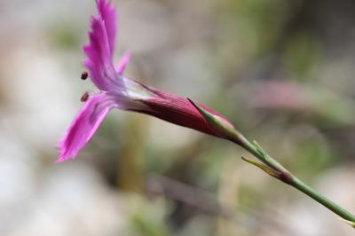 Œillet des terrains granitiques Dianthus graniticus Jord., 1849