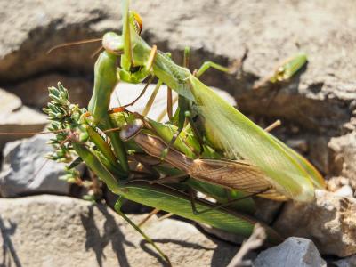 Mante religieuse Mantis religiosa (Linnaeus, 1758)