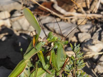 Mante religieuse Mantis religiosa (Linnaeus, 1758)