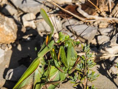 Mante religieuse Mantis religiosa (Linnaeus, 1758)