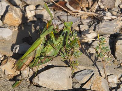Mante religieuse Mantis religiosa (Linnaeus, 1758)