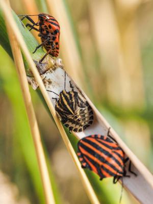 Punaise arlequin Graphosoma italicum (O.F. Müller, 1766)