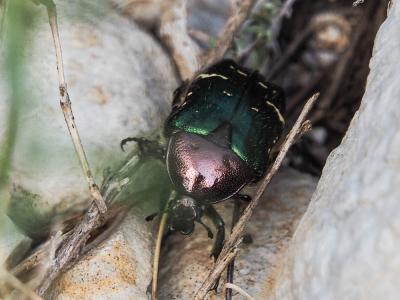 Cétoine dorée (la), Hanneton des roses Cetonia aurata (Linnaeus, 1758)
