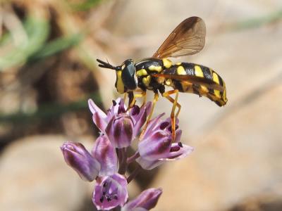  Chrysotoxum intermedium (Meigen, 1822)