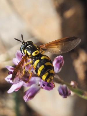  Chrysotoxum intermedium (Meigen, 1822)