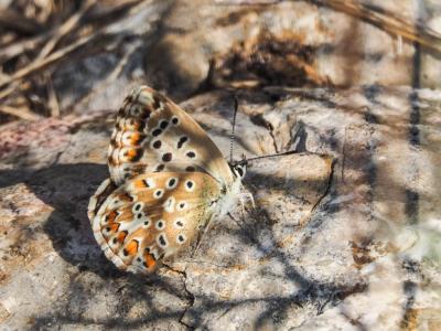 Bleu-nacré d'Espagne (Le) Lysandra hispana (Herrich-Schäffer, 1852)
