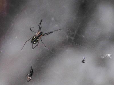  Neriene radiata (Walckenaer, 1841)
