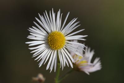 Vergerette annuelle, Érigéron annuel Erigeron annuus (L.) Desf., 1804