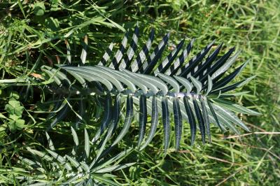 Euphorbe épurge, Euphorbe des jardins Euphorbia lathyris L., 1753