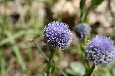 Globulaire commune, Globulaire vulgaire, Globulair Globularia bisnagarica L., 1753