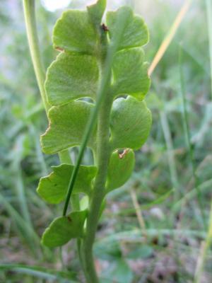 Botryche lunaire, Botrychium lunaire Botrychium lunaria (L.) Sw., 1802