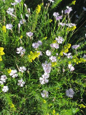 Oeillet de Montpellier Dianthus hyssopifolius L., 1755