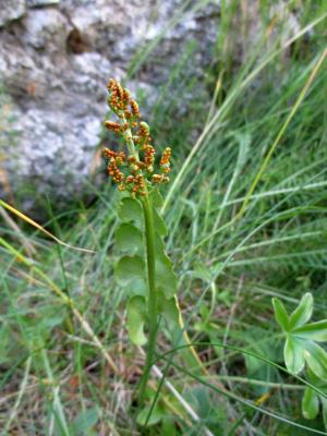 Botryche lunaire, Botrychium lunaire Botrychium lunaria (L.) Sw., 1802