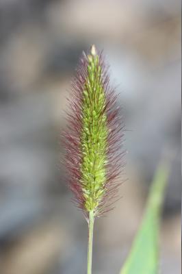 Sétaire verte Setaria italica subsp. viridis (L.) Thell., 1912