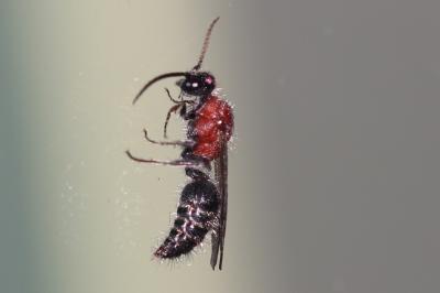  Smicromyrme Thomson, 1870