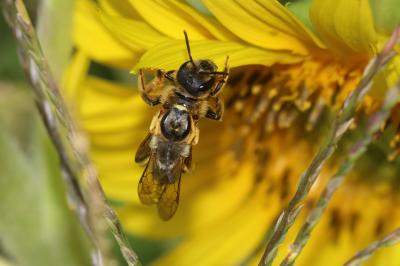  Halictus scabiosae (Rossi, 1790)