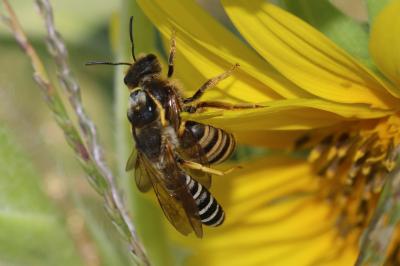  Halictus scabiosae (Rossi, 1790)