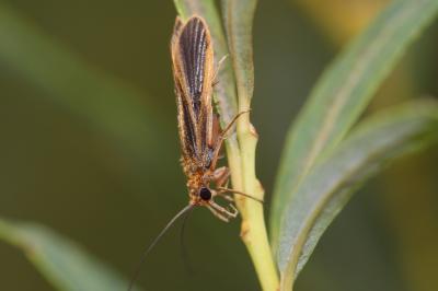  Chimarra marginata (Linnaeus, 1767)