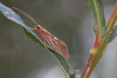  Ceraclea albimacula (Rambur, 1842)