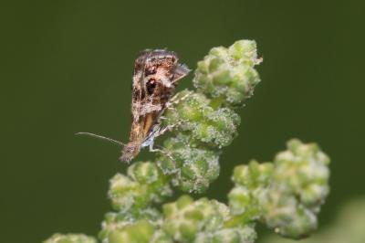  Tebenna micalis (Mann, 1857)