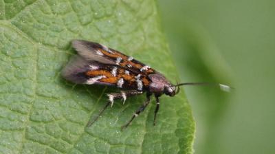  Pancalia leuwenhoekella (Linnaeus, 1760)