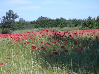 Coquelicot Papaver rhoeas L., 1753