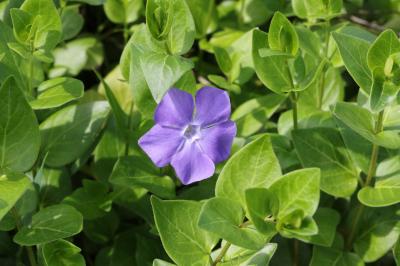 Grande pervenche Vinca major L., 1753
