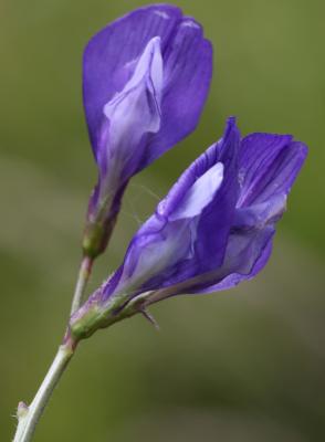 Vesce fausse esparcette, Vesce faux Sainfoin Vicia onobrychioides L., 1753