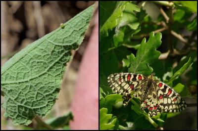 Proserpine (La), Thaïs écarlate (La), Proserpine d Zerynthia rumina (Linnaeus, 1758)