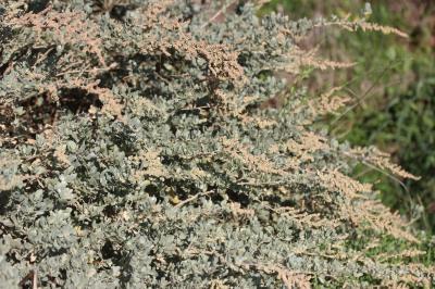 Halime, Arroche halime Atriplex halimus L., 1753