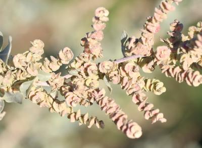 Halime, Arroche halime Atriplex halimus L., 1753