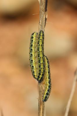 Piéride du Chou (La), Grande Piéride du Chou (La), Pieris brassicae (Linnaeus, 1758)